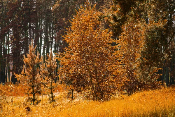 Jasná Podzimní Louka Borovém Lese Všude Kolem Byla Malována Oranžovou — Stock fotografie