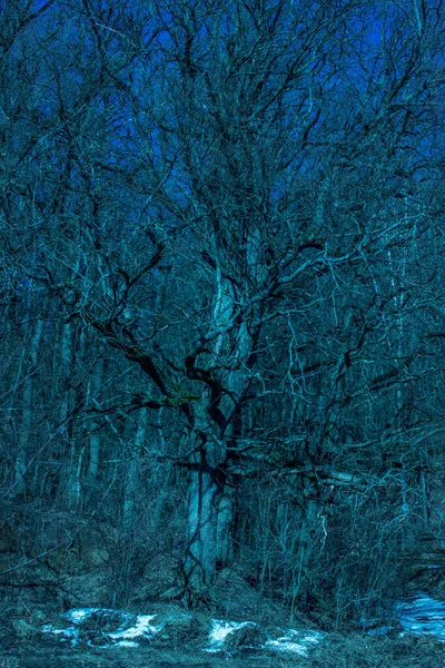 Karanlık, mavi bir gökyüzünün altındaki gece ormanında büyük bir meşe ağacı.