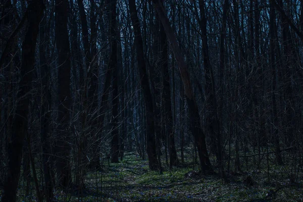 Sombres Grands Arbres Dans Forêt Nocturne Belle Nature Personne Autour — Photo