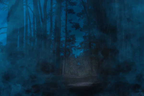 Голубой Загадочный Туман Покрывает Ночной Сосновый Лес Высокими Деревьями Концепции — стоковое фото