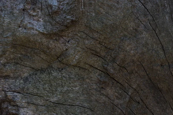 Gri ve gizemli ahşap doku koyu ince çatlaklar ve yaban hayatı tasarım konsepti için pürüzsüz yüzey arkaplanı değil