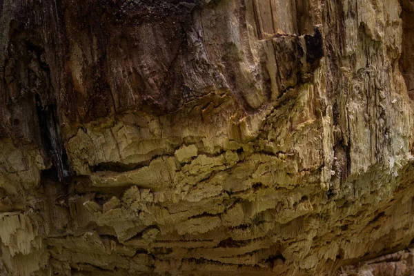 Orman odununun gizemli karanlık dokusu tasarım için duvar kâğıdı yapımında kullanılacak materyali kapatır.