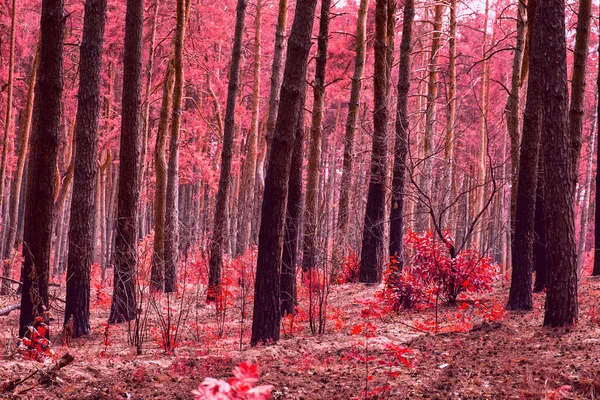 Parlak ve kızıl orman büyülü sonbahar esrarengiz vahşi doğası etrafında kimse yok sadece vahşi yaşam ve uzun ağaç gövdeleri