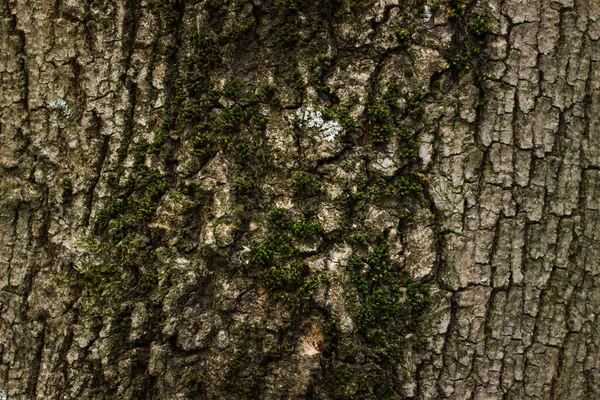 Fluffig Grön Mossa Sprucken Bark Ett Skogsträd Tapet För Design — Stockfoto