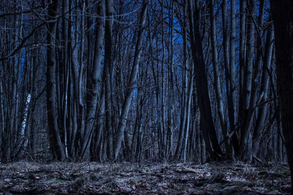 Alberi Alti Sotto Cielo Blu Scuro Nella Foresta Notturna Nessuno — Foto Stock