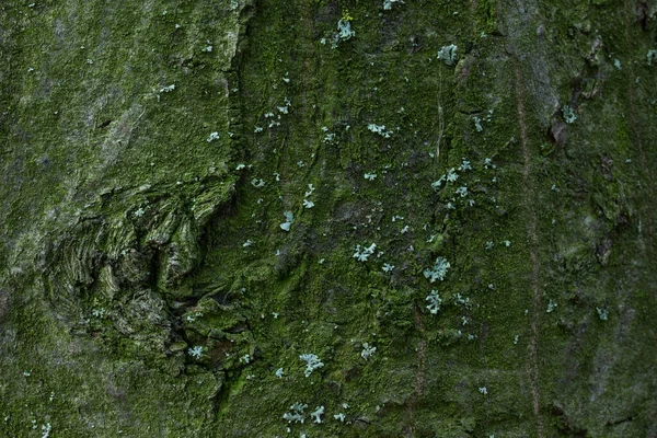 树皮纹理覆盖绿色苔藓美丽的自然模式森林背景为设计不光滑表面 — 图库照片