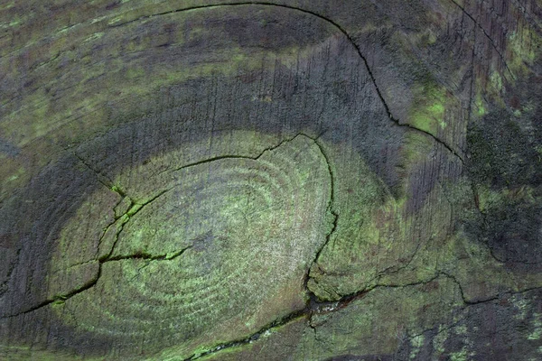 green fantastic pattern in the shape of an oval on a cracked wooden surface close-up of a natural grunge background for design