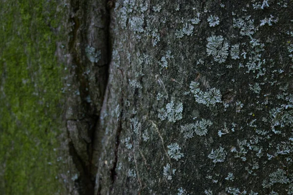 森林树灰色树皮在模糊的绿色苔藓概念背景下的纹理 — 图库照片