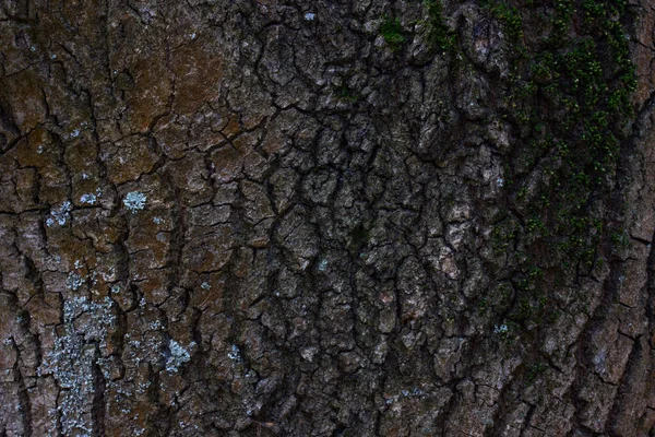Bir orman bitkisinin duvar kağıdındaki küçük çatlaklar vahşi yaşam konsepti için karanlık doğal desenler.