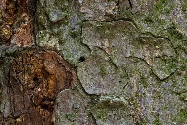 Corteza Agrietada Del Árbol Brillante Parcialmente Cubierto Musgo Verde Misterioso —  Fotos de Stock