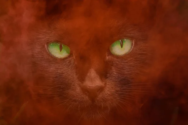 Die Leuchtend Grünen Augen Einer Grauen Wildkatze Glitzern Einer Brennenden — Stockfoto