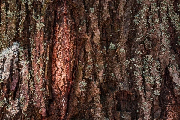 Textura Tronco Árvore Com Padrões Naturais Close Fundo Para Design — Fotografia de Stock