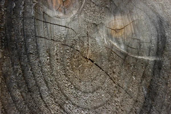 Surface Rugueuse Grise Une Forêt Bois Coupée Avec Des Bords — Photo