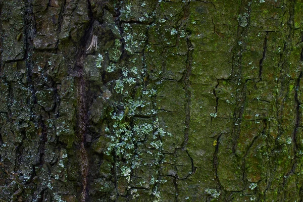 Albero Corteccia Verde Incrinato Tronco Luminoso Una Pianta Della Foresta — Foto Stock