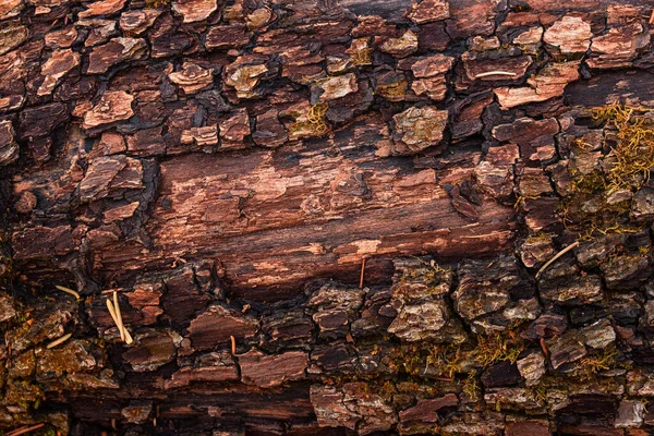 Wald Fantasie Braun Holz Textur Mit Teilweise Geschälter Rinde Nahaufnahme — Stockfoto