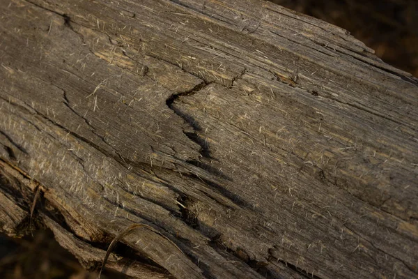 Parlak çatlamış orman odunu. Bulanık kenarlı eski kütük. Vahşi yaşam ve ahşap işçiliği kavramına yakın.
