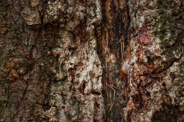 Fantastyczna Faktura Drzewa Iglastego Zbliżenie Zielonym Mchem Częściowo Przycięte Korą — Zdjęcie stockowe