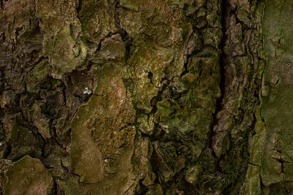 割れた木樹皮素晴らしい森林テクスチャ魅力的な自然パターンの壁紙デザインコンセプト野生動物 — ストック写真