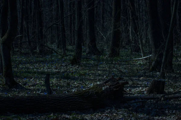Karanlık yosun kaplı kütük gece ormanı vahşi doğa kavramının arka planında yatar.