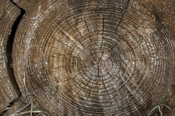 Eski Orman Ahşabının Dokusu Heyecan Verici Çatlak Kalıplarına Yakın Doğa — Stok fotoğraf