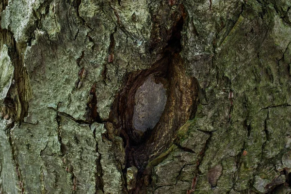 Textura Corteza Árbol Con Patrones Naturales Huecos Concepto Grietas Oscuras — Foto de Stock