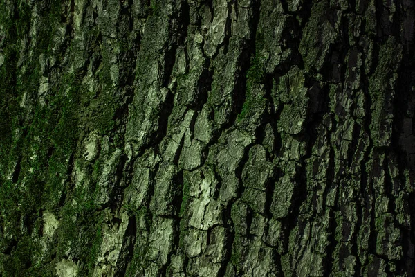 Темно Фантазийная Текстура Серого Дерева Кора Покрыта Зеленым Мохом Завораживающие — стоковое фото