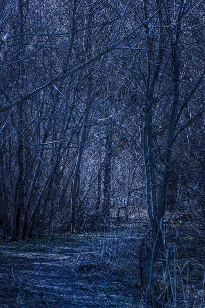 Fascinante Misteriosa Floresta Noturna Com Árvores Nuas Caminho Iluminado Que — Fotografia de Stock