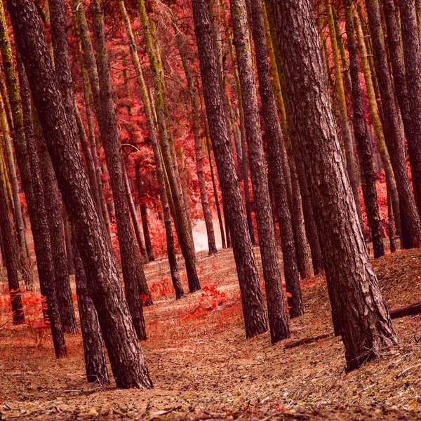 Mystérieux Pins Élevés Dans Une Fantastique Forêt Automne Monde Faune — Photo