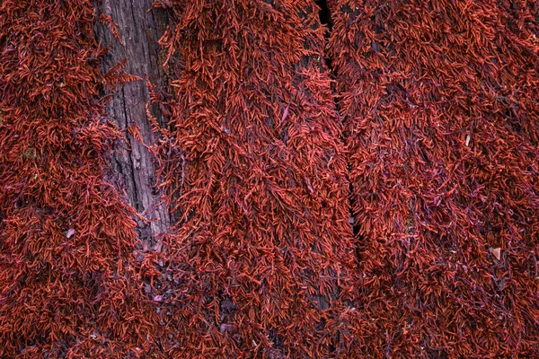 Tekstura Gęsto Rosnącego Pomarańczowego Mchu Pokrywającego Stare Szare Drewno Zbliżenie — Zdjęcie stockowe