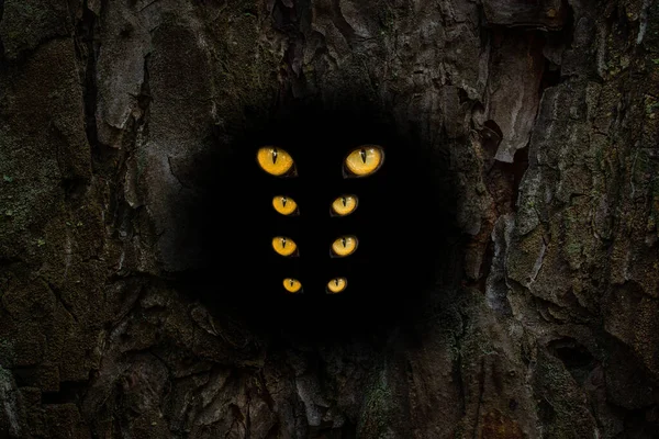 Kapalı bir ağaç gövdesinde koyu yuvarlak bir oyuk. Dört çift turuncu göz, vahşi yaşam kavramını parlatacak.