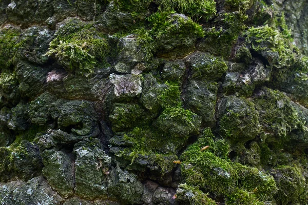 树皮的明亮质感不光滑表面令人难以置信的绿色苔藓黑暗裂缝墙纸设计森林自然概念 — 图库照片