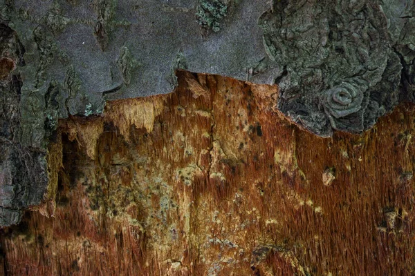 Tekstura Drzewa Leśnego Częściowo Obrane Kory Bajeczny Wzór Tapety Dla — Zdjęcie stockowe