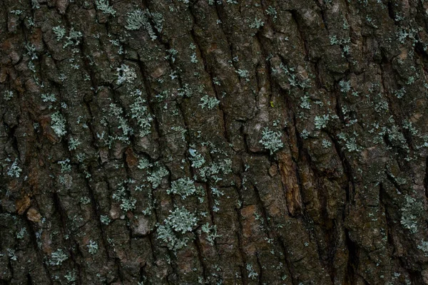 Ağaç kabuğu koyu gri, çatlak desenli. Vahşi yaşam tasarımı için gizemli duvar kağıtları.