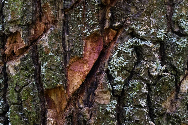 Baumstamm Nahaufnahme Muster Geheimnisvolle Dunkle Risse Welt Der Wildtiere Tapete — Stockfoto