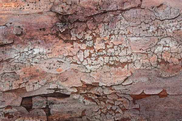 Eski çam kabuğunun parlak grunge dokusu ve kısmen çatlamış yakın plan doğal tasarım