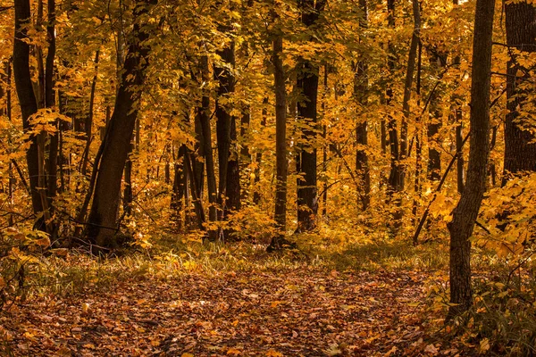 Magische Goldene Lichtung Herbstlichen Wald Mit Hohen Bäumen Mit Gelben — Stockfoto