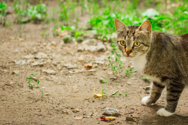 フレームの後ろから半分出てきた大きな目をした可愛い子猫の肖像画 自然のぼやけた背景でカメラを覗き込む — ストック写真