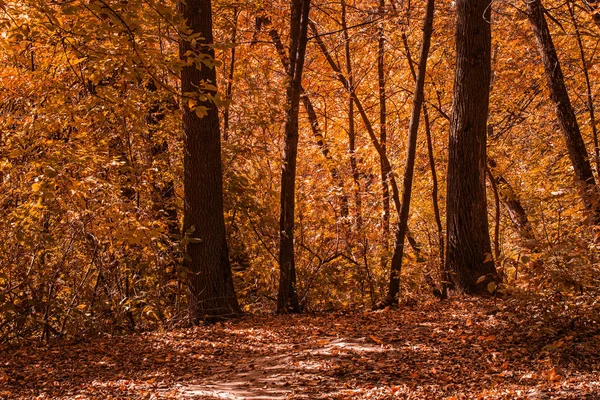 Foresta Dorata Autunnale Primo Piano Foglie Luminose Sugli Alberi Così — Foto Stock