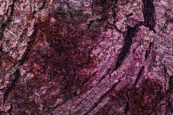 Textura Fantástica Tronco Rosa Misterioso Árbol Cubierto Musgo Rojo Fondo —  Fotos de Stock