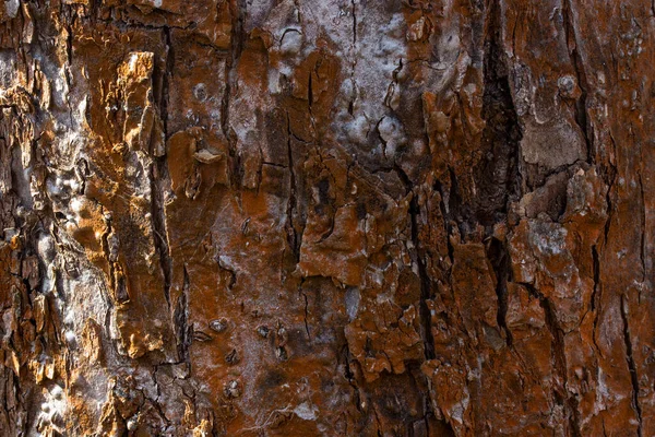 Güneş ışığı vahşi yaşam kavramının arka planından aydınlanan koyu çatallı ağaç kabuğunun kahverengi fantezi dokusu