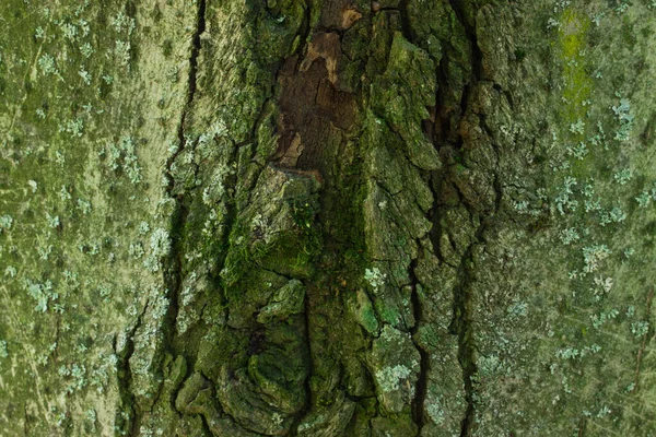 Cracked Forest Wood Bright Green Texture Natural Pattern Background Design — Stock Photo, Image