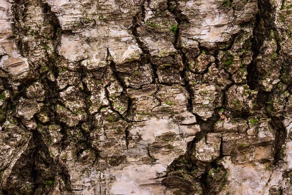 Fantasie Berken Textuur Close Met Natuurlijke Patronen Donker Scheuren Bos — Stockfoto