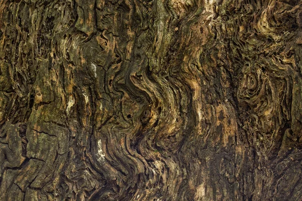 自然纹理抽象树树干 图案特写 背景美观 适合设计 — 图库照片