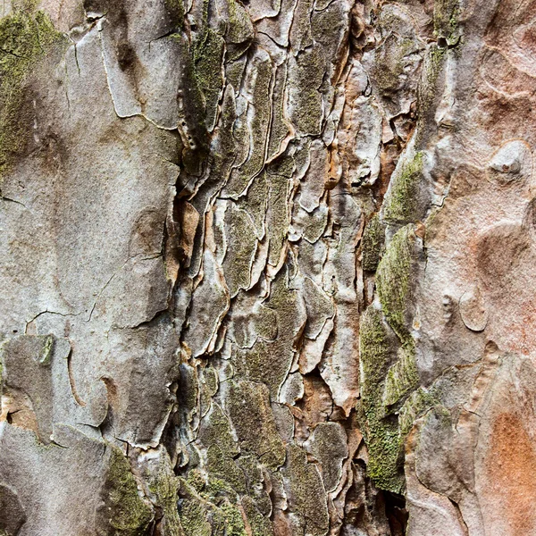 Textura Pinheiro Brilhante Beleza Closeup Vida Selvagem Árvores Circundantes — Fotografia de Stock