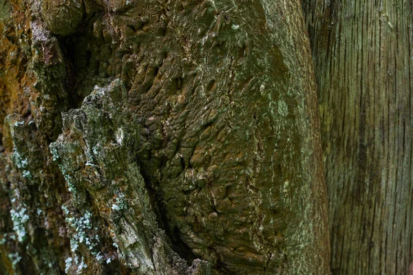 Okouzlující Les Vzor Není Hladký Povrch Kmene Strom Close Část — Stock fotografie