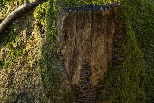 Den Fantastiska Skogen Stubben Täckt Med Gröna Ljusa Mossa Tätt — Stockfoto