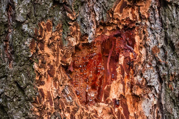 Jasná Textura Kmene Stromu Zblízka Oloupanou Kůrou Lesklými Kapkami Pryskyřice — Stock fotografie