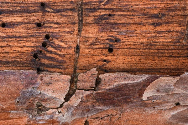 Charmante Kiefernstammtextur Mit Teilweise Geschälter Rinde Und Schönen Mustern Grunge — Stockfoto