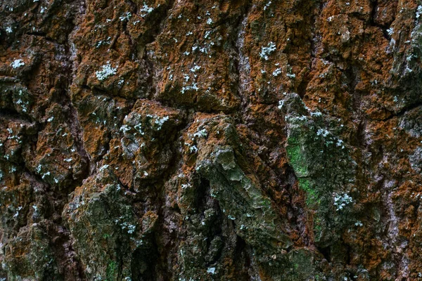 Rinde Eines Waldbaums Rissig Und Mehrfarbig Nahaufnahme Charmante Atmosphäre Natürliche — Stockfoto