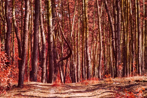 Κόκκινο Φθινόπωρο Δάσος Ψηλά Μυστηριώδη Πεύκα Καθαρά Και Κανείς Γύρω — Φωτογραφία Αρχείου